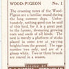 Wood-Pigeon.