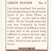 Green Plover.