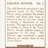 Golden Plover.