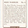 Reed Warbler.