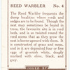 Reed Warbler.