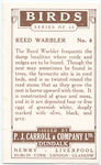 Reed Warbler.