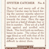 Oyster Catcher.