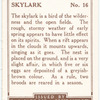 Skylark.