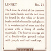 Linnet.