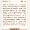Magpie.
