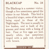 Blackcap.