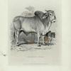 Brahminy Bull
