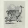 The Alpacos
