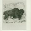 The Bonassus