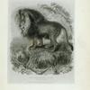 The Barbary Lion