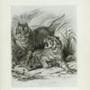 The Bengal Tiger