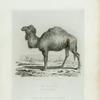 The Camel