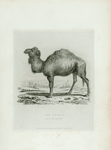 The Camel