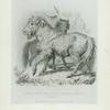 The Calmuc or Little Russian Horse