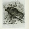 The Elk