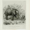 The African Elephant