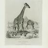 The Giraffe