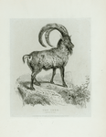 The Ibex