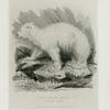 The Polar Bear