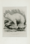 The Polar Bear