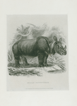 Indian Rhinosaurus