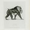 Satyr