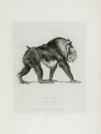 Satyr