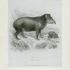 Tapir