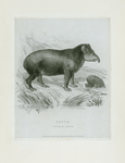 Tapir