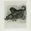The Thibet Dog