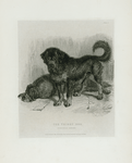 The Thibet Dog
