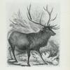 Wapiti