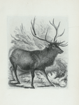 Wapiti