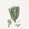 Arucaria excelsa = Norfolk Island pine. [Enlarged version of the branch]
