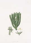 Arucaria excelsa = Norfolk Island pine. [Enlarged version of the branch]