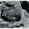 Java, East: Antiquities, Ardimulia