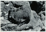 Java, East: Antiquities, Ardimulia