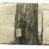 Maple tree tapped for sap.