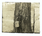 Maple tree tapped for sap.