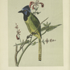 The Mexican Jay.  (Cyanocorax luxuosus).