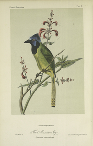 Illustrations of the birds of California, Texas, Oregon, British and Russian America: Intended to contain descriptions and figures of all North American birds not given by former American authors, and a general synopsis of North American ornithology, 1...