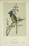The Mexican Jay.  (Cyanocorax luxuosus).