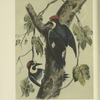 The Californian Woodpecker (Melanerpes formicivorus).