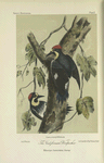 The Californian Woodpecker (Melanerpes formicivorus).