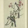 The Black-crested Chikadee (Lophophanes atricristatus).