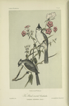 The Black-crested Chikadee (Lophophanes atricristatus).