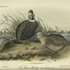 The Massena Partridge (Cyrtonix massena).