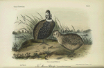 The Massena Partridge (Cyrtonix massena).