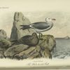 The White-headed Gull (Larus Heermanni).